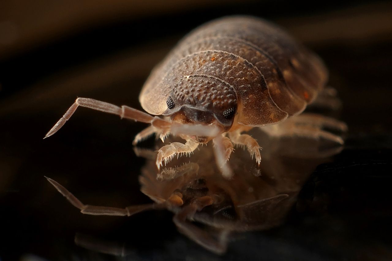services-04 Detailed macro image of a bed bug reflecting on a surface, showcasing the insect's texture.