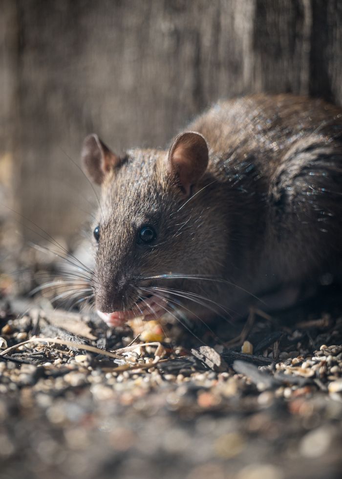 pexels photo 19029033 Detailed close-up of a brown rat eating seeds in a natural setting. Perfect for wildlife photography enthusiasts.