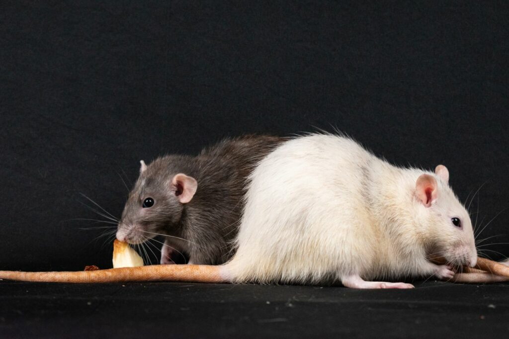 pexels photo 26923455 Two pet rats enjoying food against a black background, highlighting rodent companionship.