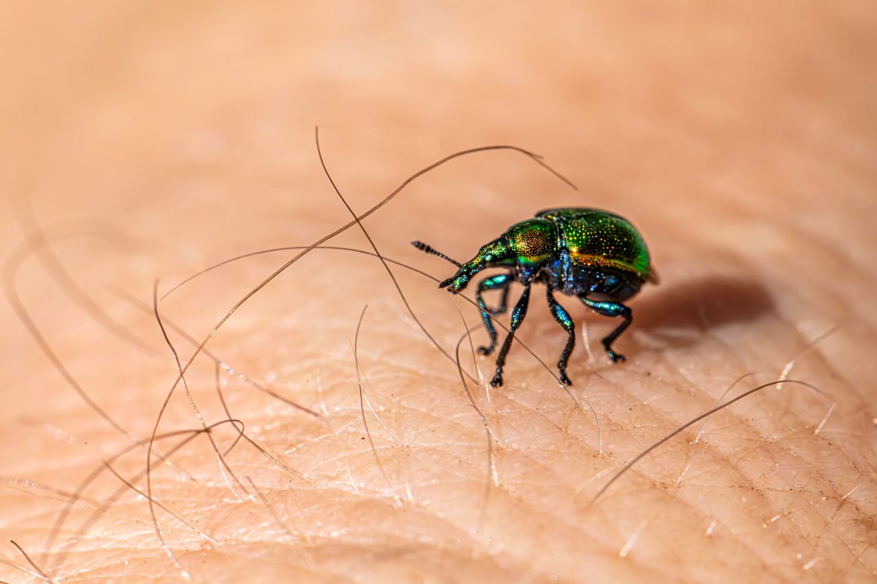 The Art of Drawing Readers In: Your attractive post title goes here Close-up of a green beetle on human skin, showing insect anatomy in detail.