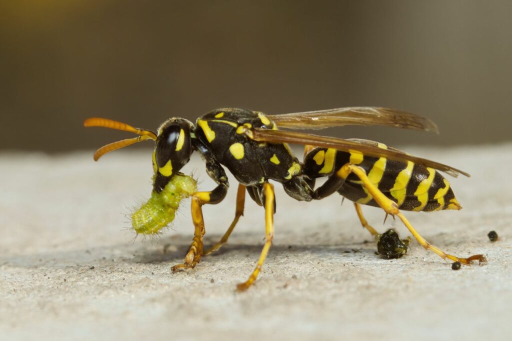 pexels photo 28897562 Yellow jacket wasp carrying a green caterpillar, captured in macro detail.