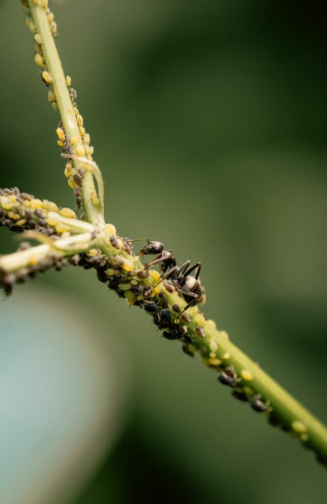Mastering the First Impression: Your intriguing post title goes here Close-up of ants tending to aphids on a plant stem, highlighting natural symbiosis and insect behavior.