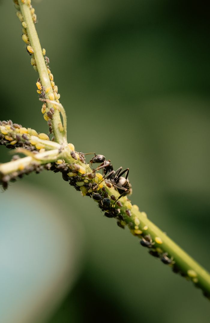Mastering the First Impression: Your intriguing post title goes here Close-up of ants tending to aphids on a plant stem, highlighting natural symbiosis and insect behavior.