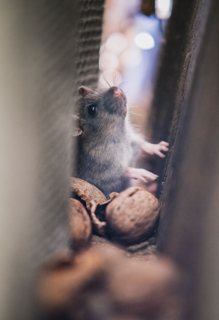 services-09 A curious mouse peeks through walnuts in a soft focus image, creating a cozy, natural scene.